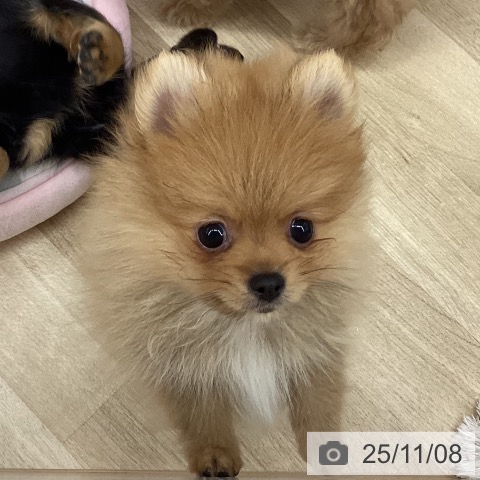 ポメラニアンの写真