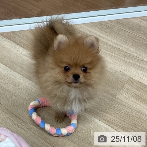 ポメラニアンの写真