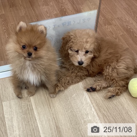 ポメラニアンの写真