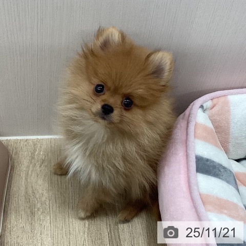 新潟県のポメラニアン (ペットプラス 新潟南店/2025年8月30日生まれ/男の子/オレンジ)の子犬の3枚目の画像