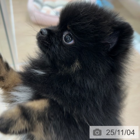 ポメラニアンの写真