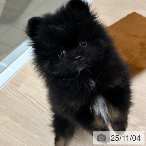 ポメラニアンの写真