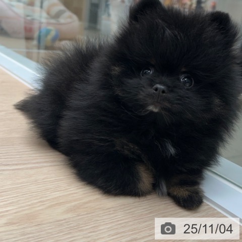 ポメラニアンの写真