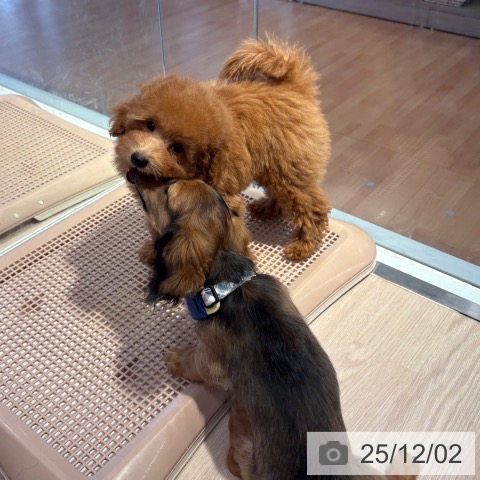 和歌山県のトイプードル(トイ) (ペットプラス 和歌山店/2025年9月2日生まれ/男の子/レッドフォーン)の子犬の4枚目の画像