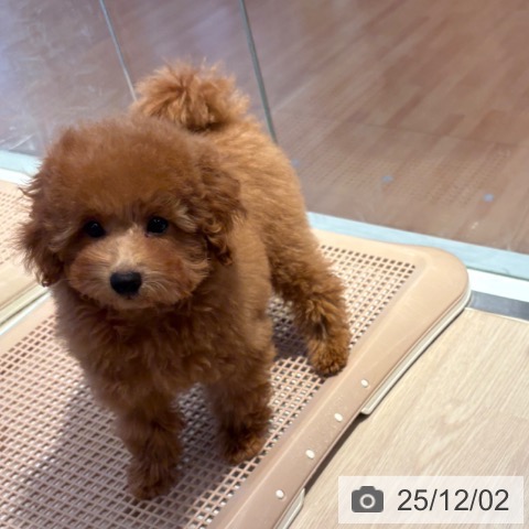 和歌山県のトイプードル(トイ) (ペットプラス 和歌山店/2025年9月2日生まれ/男の子/レッドフォーン)の子犬の3枚目の画像