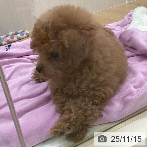 トイ・プードルの写真