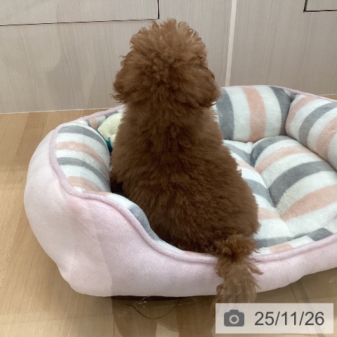 トイ・プードルの写真