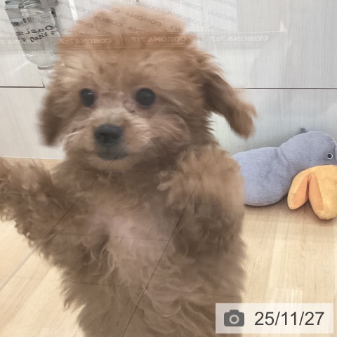 トイ・プードルの写真