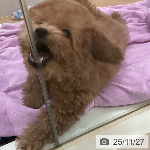 トイ・プードルの写真