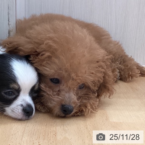 トイ・プードルの写真