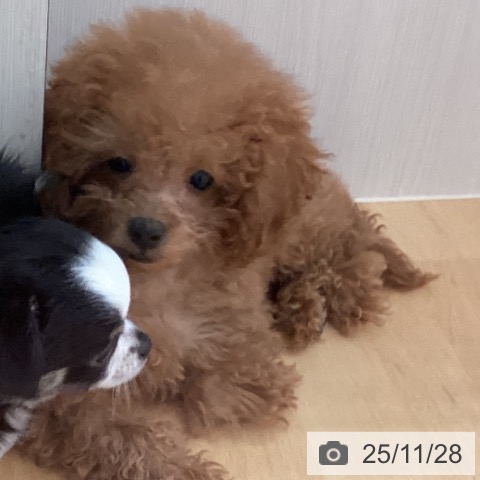 トイ・プードルの写真