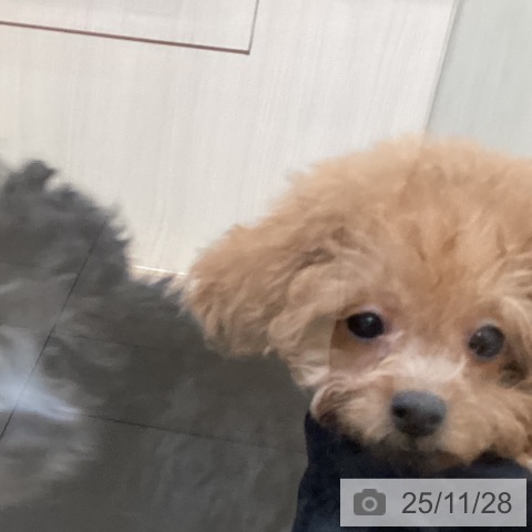 トイ・プードルの写真