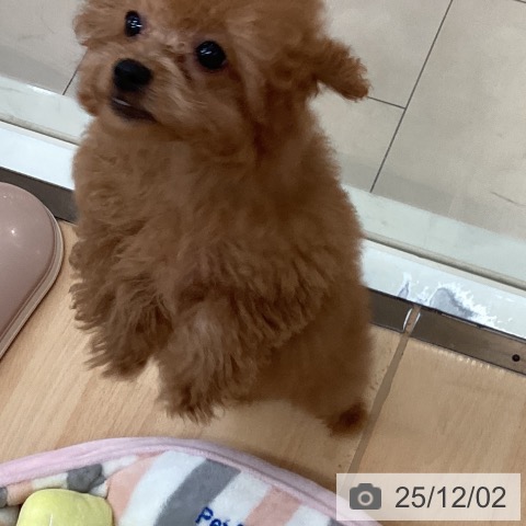 トイ・プードルの写真