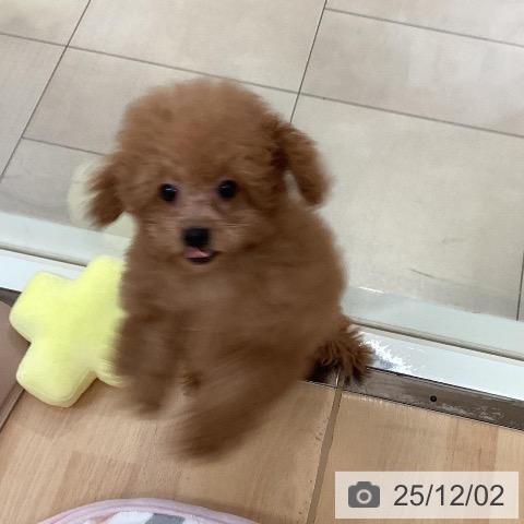 トイ・プードルの写真