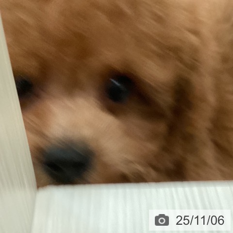 トイ・プードルの写真