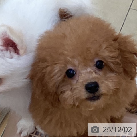 トイ・プードルの写真