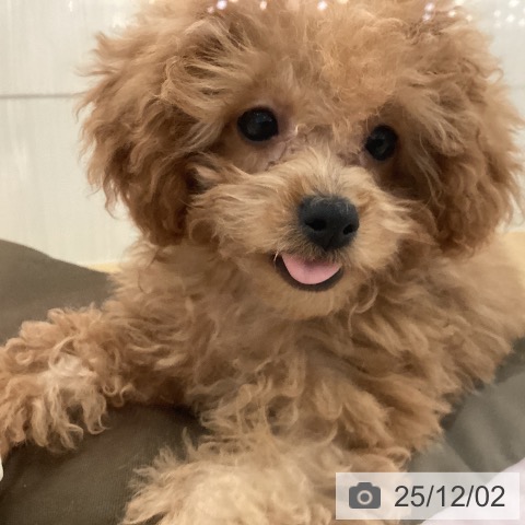 トイ・プードルの写真