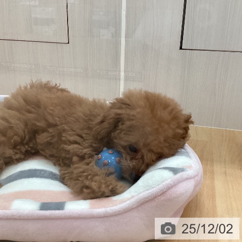 トイ・プードルの写真