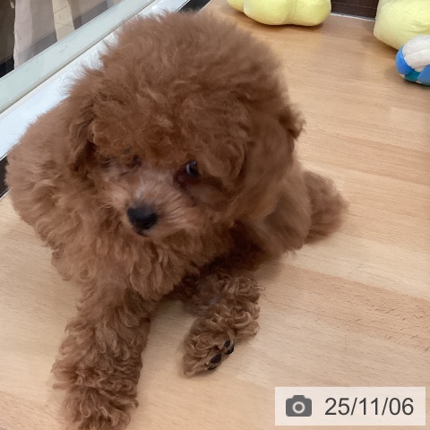 トイ・プードルの写真