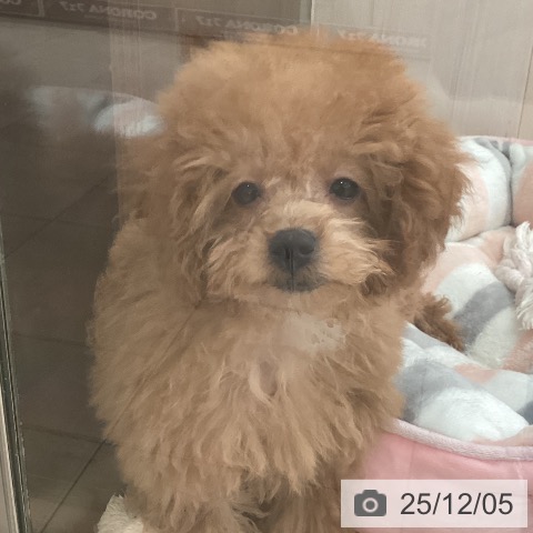 トイ・プードルの写真