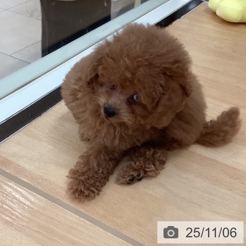 トイ・プードルの写真