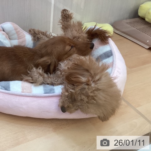 トイ・プードルの写真