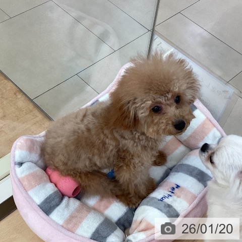 トイ・プードルの写真