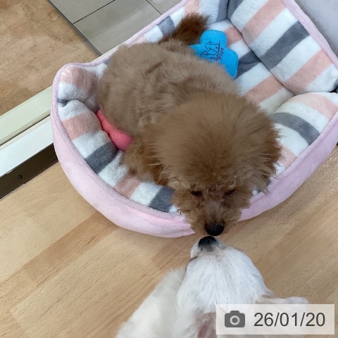 トイ・プードルの写真