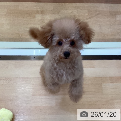 トイ・プードルの写真