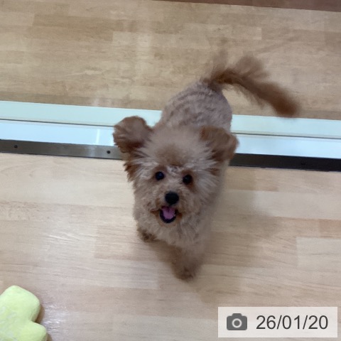 トイ・プードルの写真