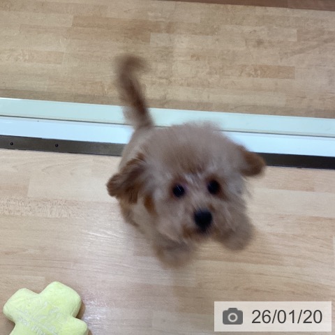 トイ・プードルの写真