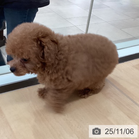 トイ・プードルの写真