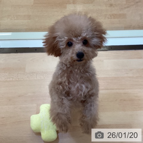 トイ・プードルの写真