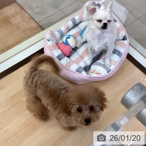 トイ・プードルの写真