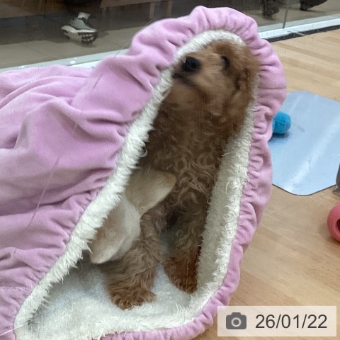 トイ・プードルの写真