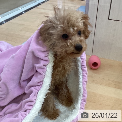 トイ・プードルの写真