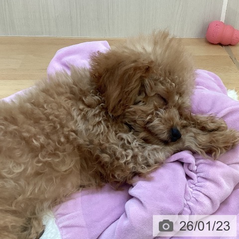 新潟県のトイプードル(トイ) (ペットプラス 新潟青山店/2025年9月2日生まれ/女の子/レッドフォーン)の子犬の4枚目の画像