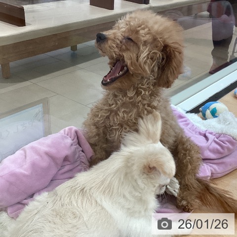 新潟県のトイプードル(トイ) (ペットプラス 新潟青山店/2025年9月2日生まれ/女の子/レッドフォーン)の子犬の4枚目の画像