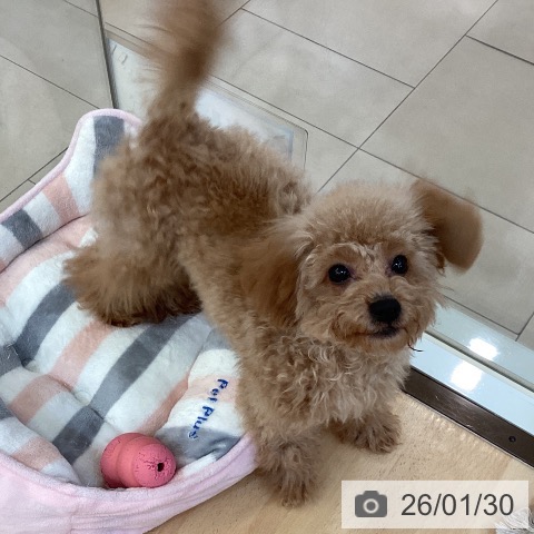 トイ・プードルの写真