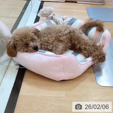 新潟県のトイプードル(トイ) (ペットプラス 新潟青山店/2025年9月2日生まれ/女の子/レッドフォーン)の子犬の4枚目の画像