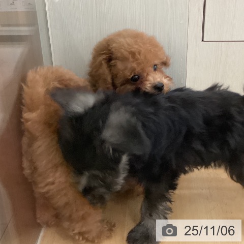 トイ・プードルの写真