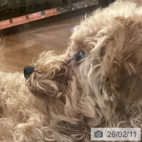 新潟県のトイプードル(トイ) (ペットプラス 新潟青山店/2025年9月2日生まれ/女の子/レッドフォーン)の子犬の3枚目の画像