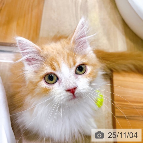 ラガマフィンの写真