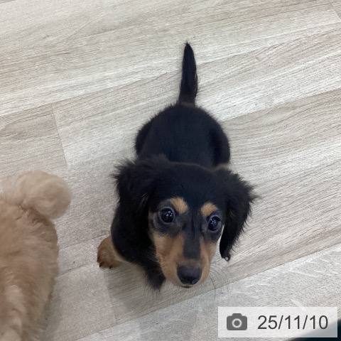 ミニチュア・ダックスフンドの写真