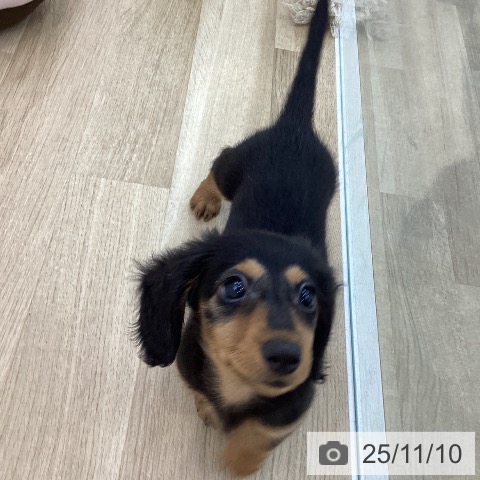 ミニチュア・ダックスフンドの写真