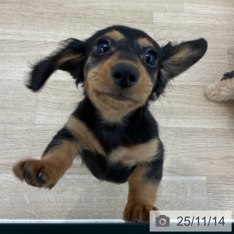 ミニチュア・ダックスフンドの写真