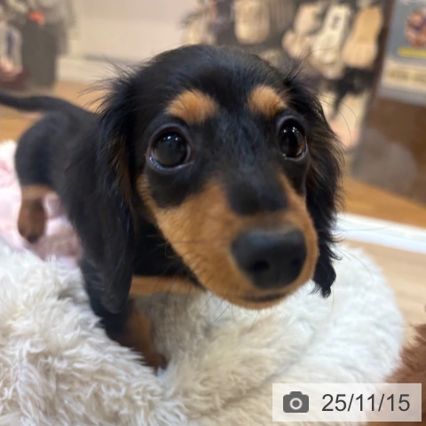 ミニチュア・ダックスフンドの写真