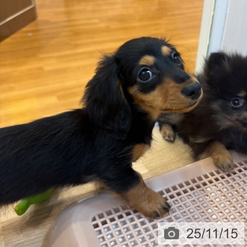 ミニチュア・ダックスフンドの写真