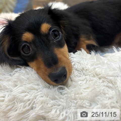 ミニチュア・ダックスフンドの写真