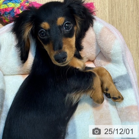 大阪府のミニチュアダックスフンド(ロング) (ペットプラス 堺鉄砲町店/2025年9月1日生まれ/女の子/ブラックタン)の子犬の4枚目の画像